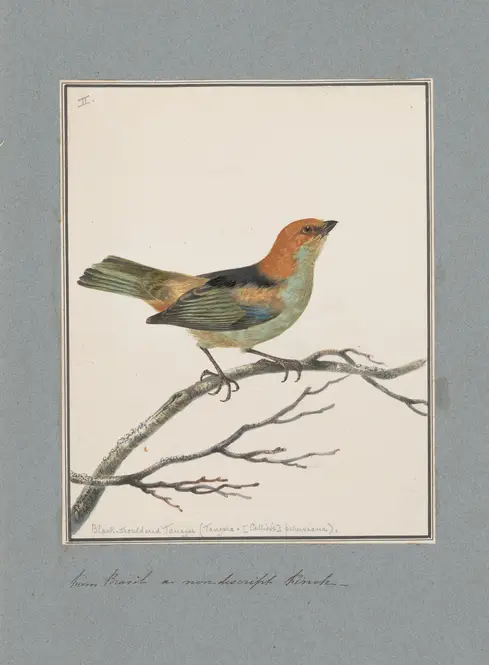 Original water-colour drawings of birds and eggs Pl.02 (1763) by John William Lewin